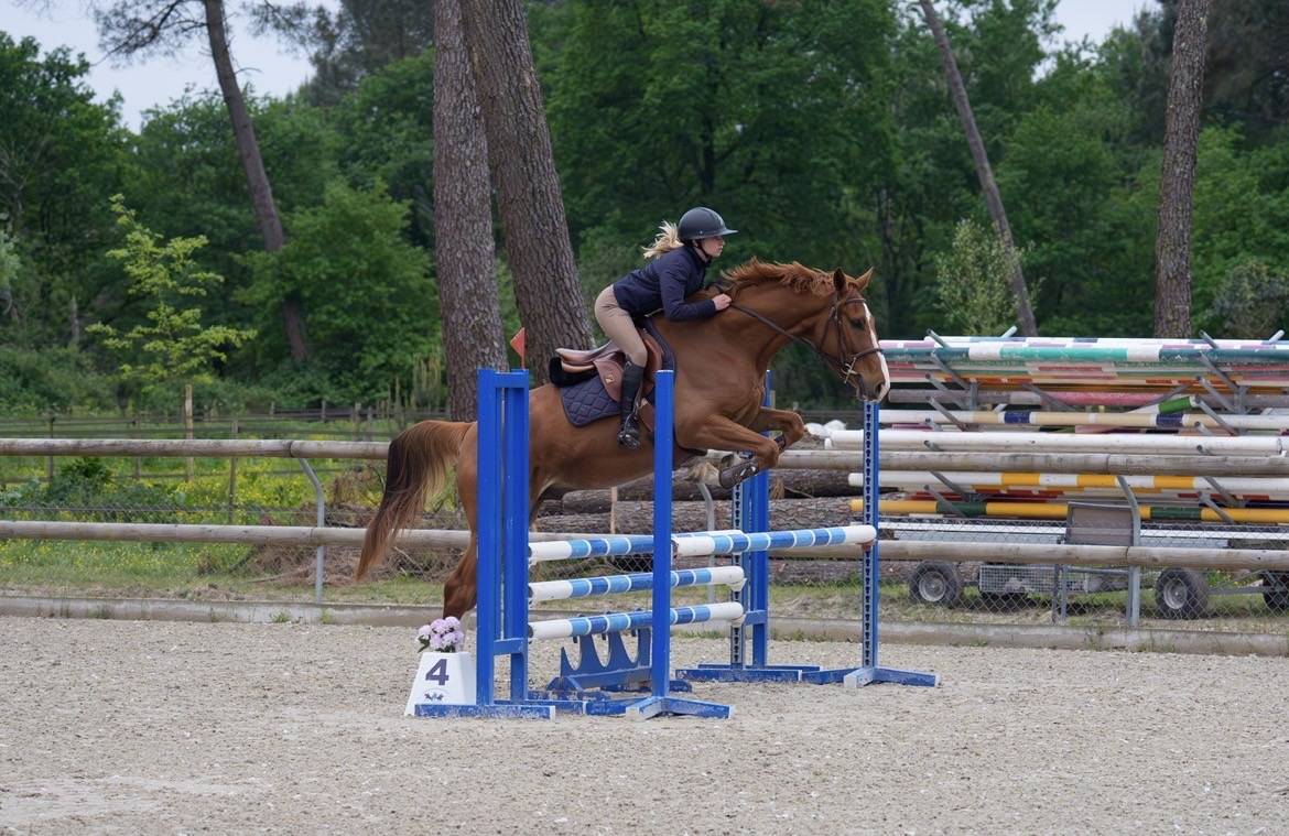 Gelding Selle Fran&ccedil;ais For sale 2021 Chesnut