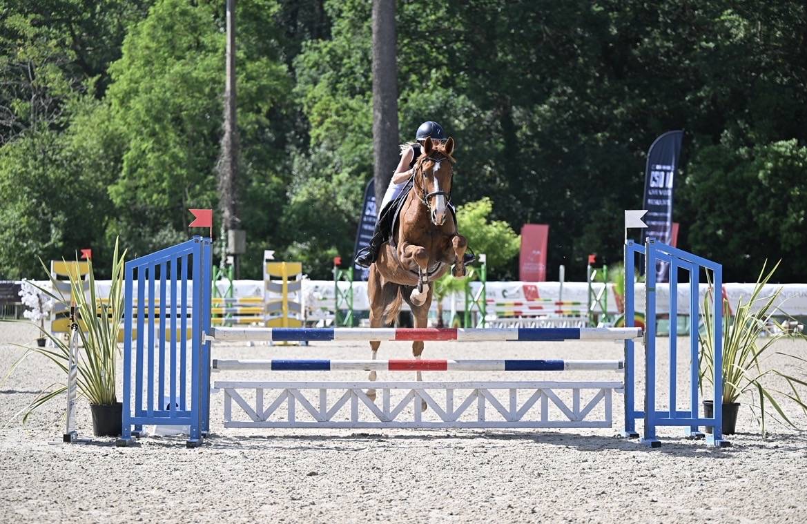 Gelding Selle Fran&ccedil;ais For sale 2021 Chesnut