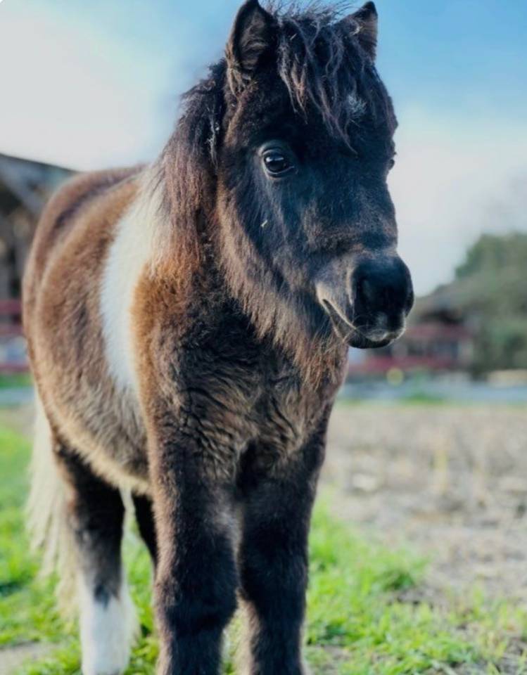 Colt Shetland Pony For sale 2025 Bay