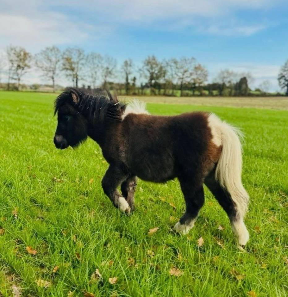 Colt Shetland Pony For sale 2025 Bay