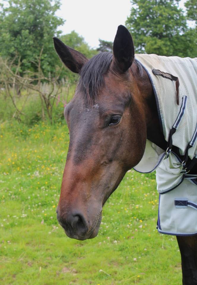 Mare Selle Fran&ccedil;ais Part-Livery 2021 Dark Bay