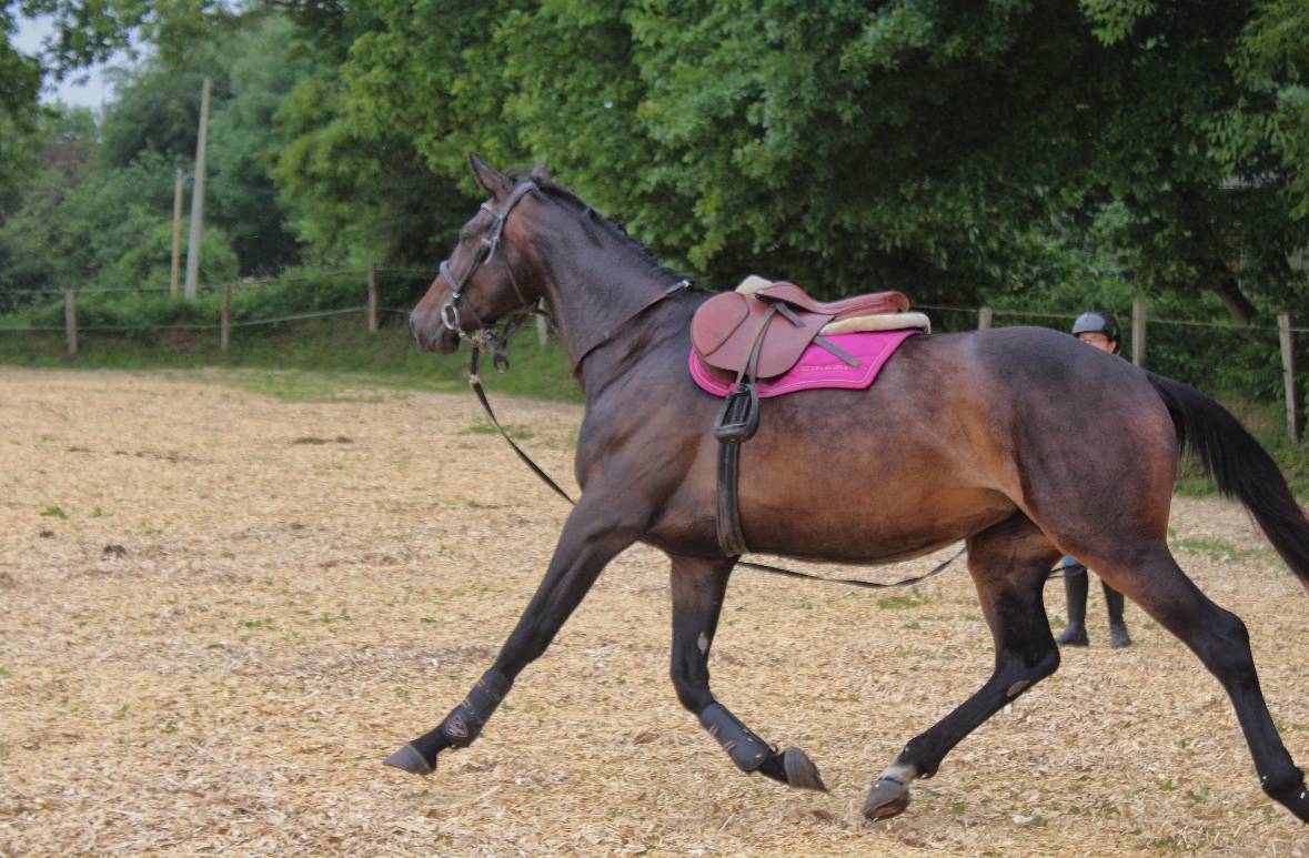 Mare Selle Fran&ccedil;ais Part-Livery 2021 Dark Bay