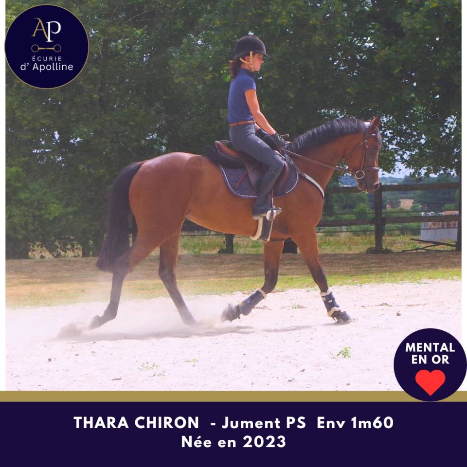 Mare Thoroughbred For sale 2023 Bay