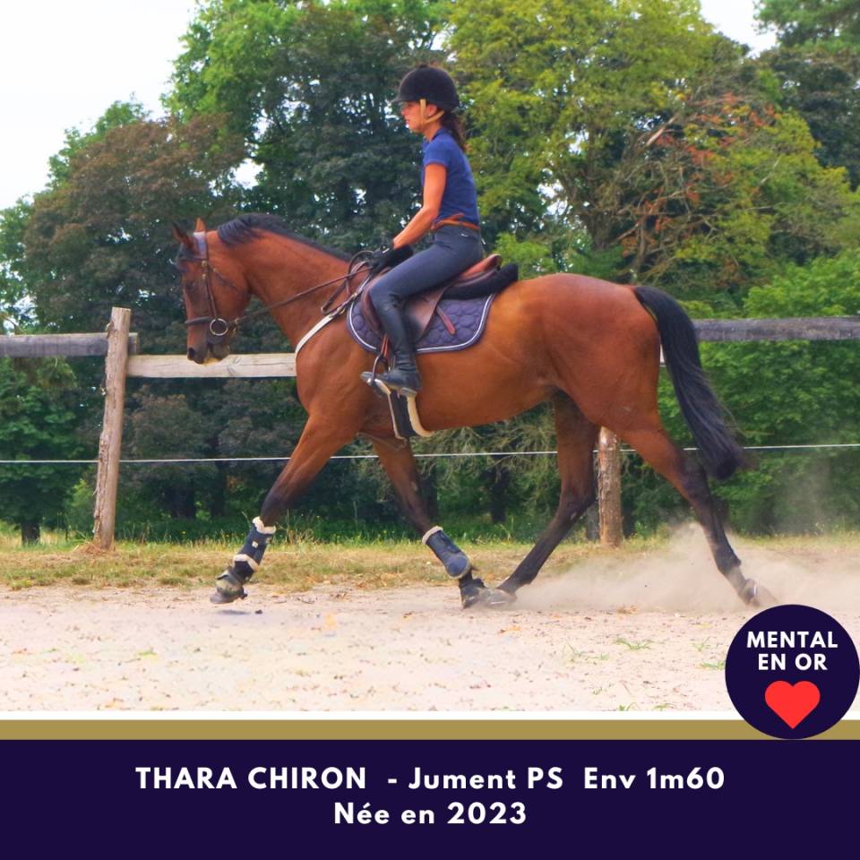 Mare Thoroughbred For sale 2023 Bay