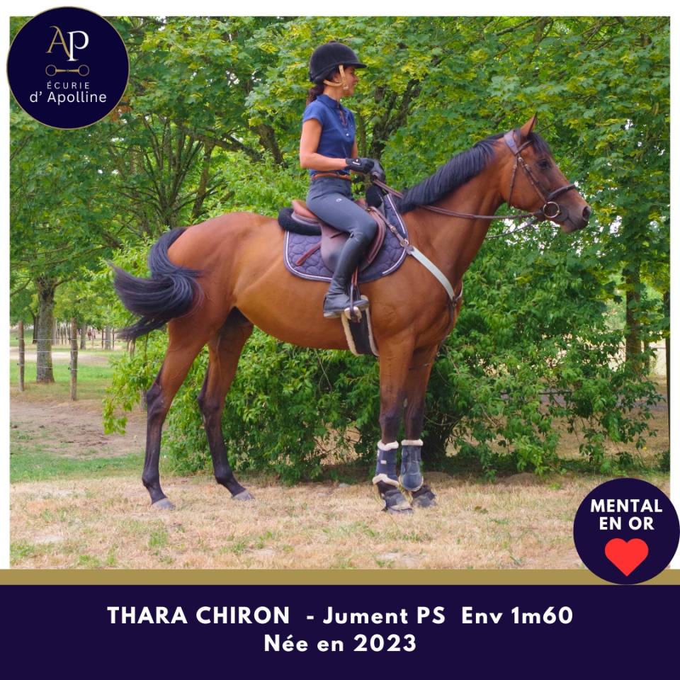 Mare Thoroughbred For sale 2023 Bay
