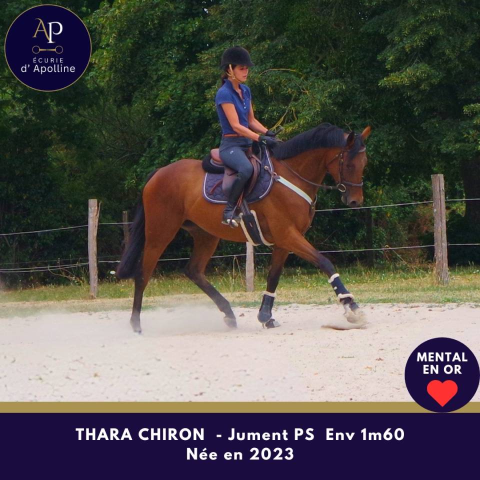 Mare Thoroughbred For sale 2023 Bay