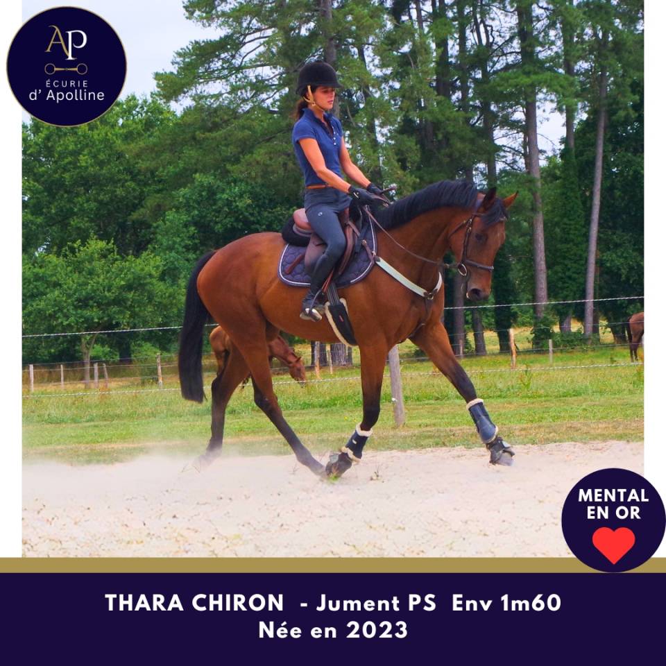 Mare Thoroughbred For sale 2023 Bay