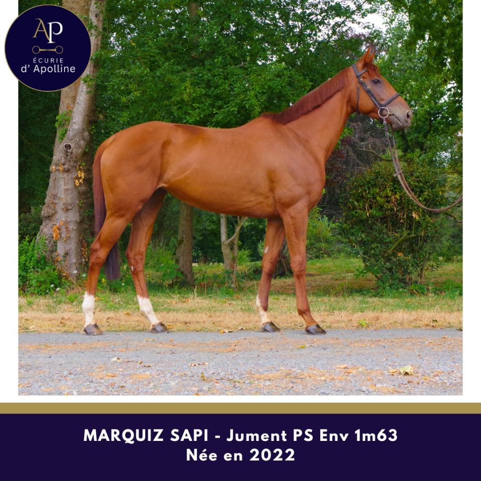 Mare Thoroughbred For sale 2022 Chesnut