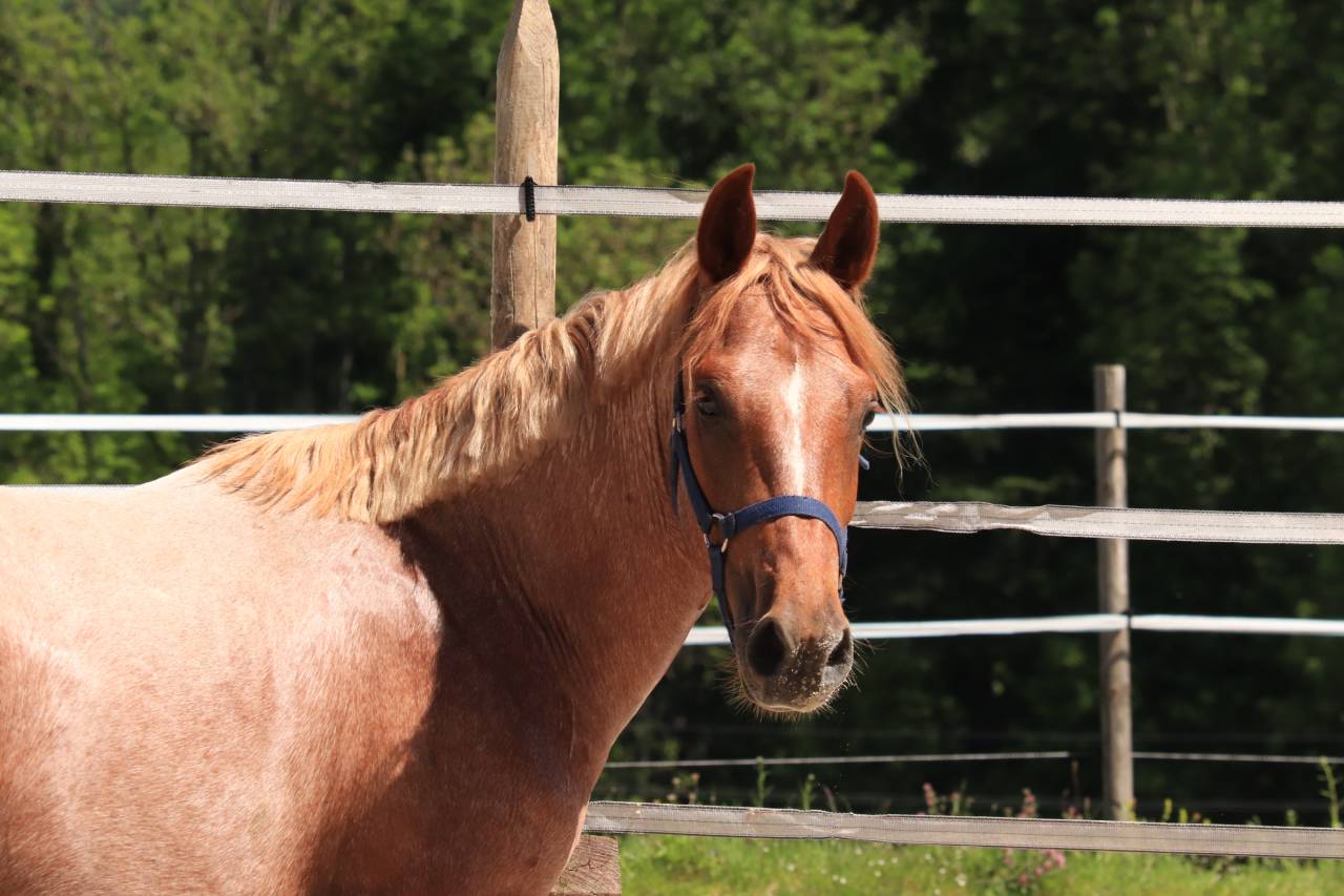 Entire French Saddle Pony For sale 2024 Roan