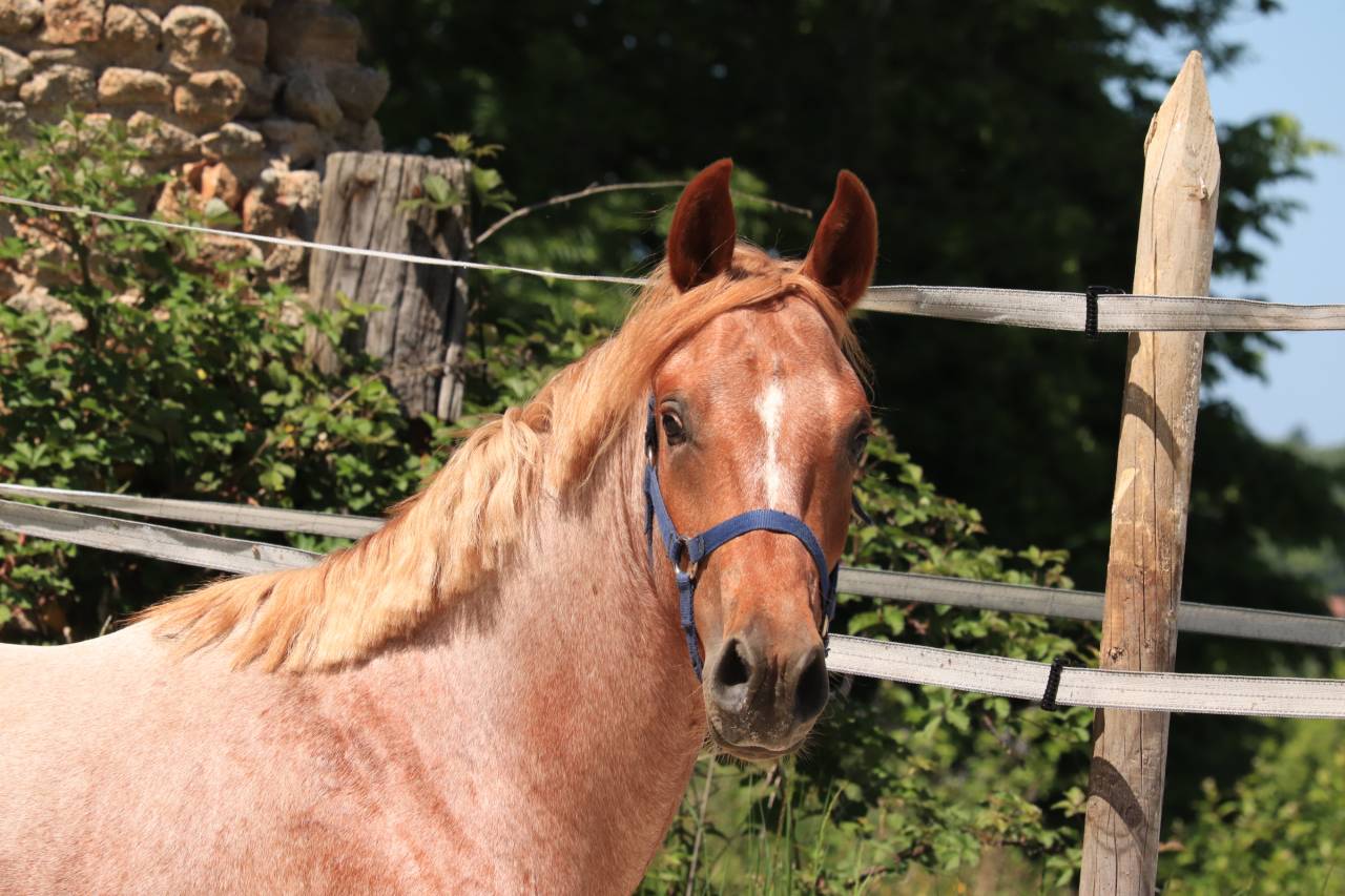 Entire French Saddle Pony For sale 2024 Roan