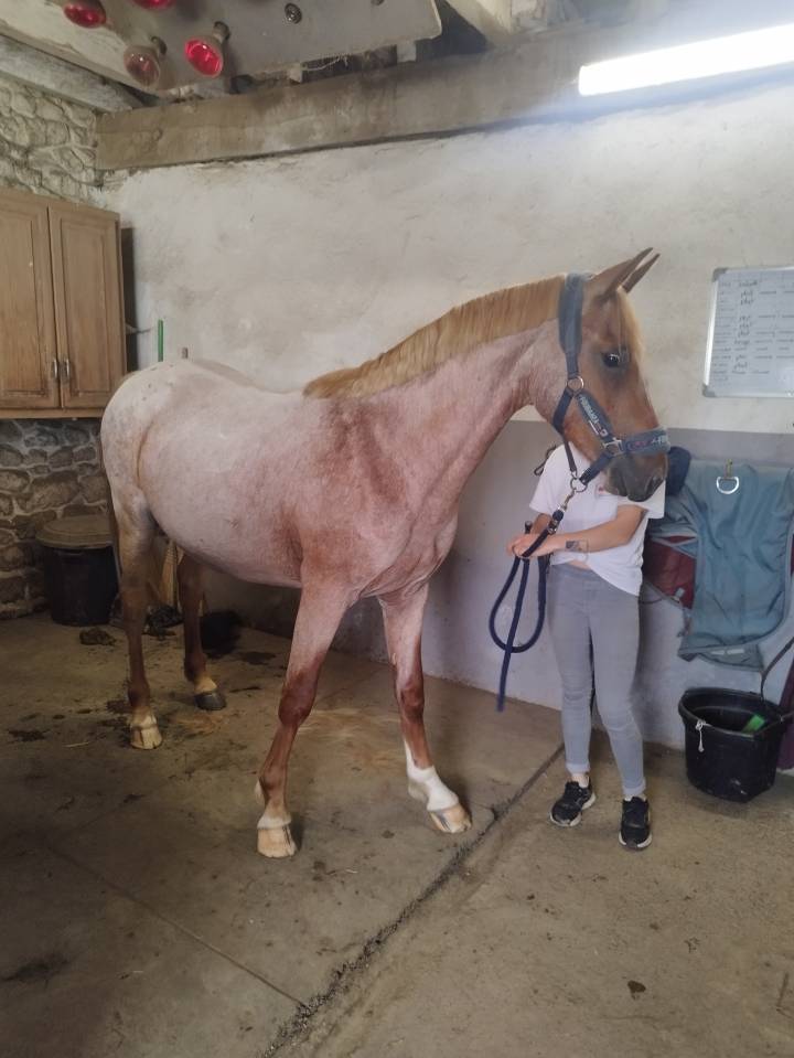 Entire French Saddle Pony For sale 2024 Roan