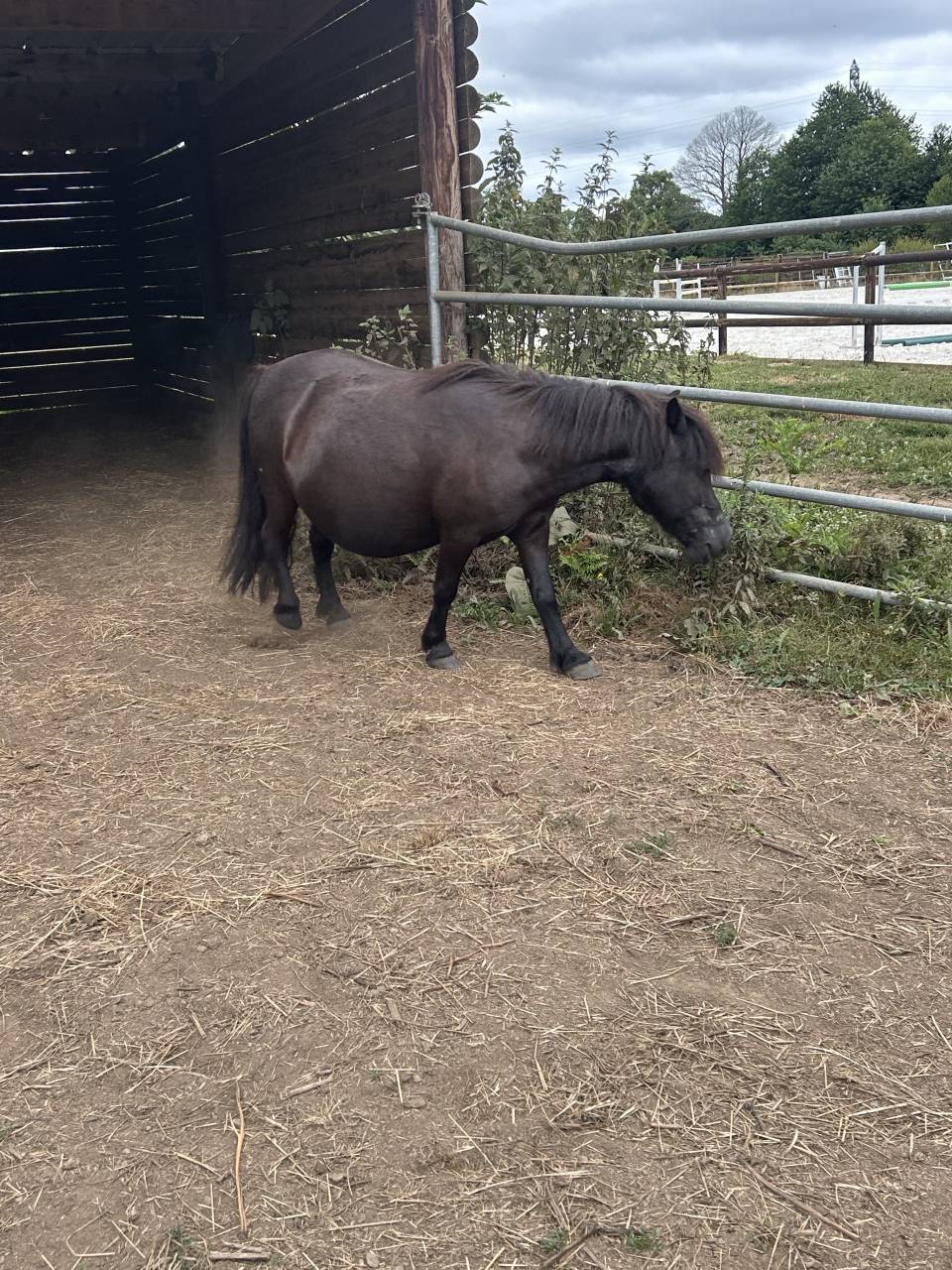 Mare Shetland Pony For sale 2007 Black