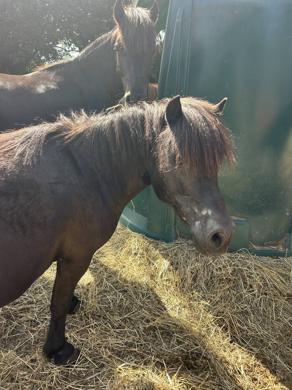 Mare Shetland Pony For sale 2007 Black