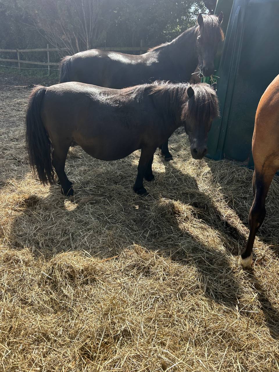 Mare Shetland Pony For sale 2007 Black
