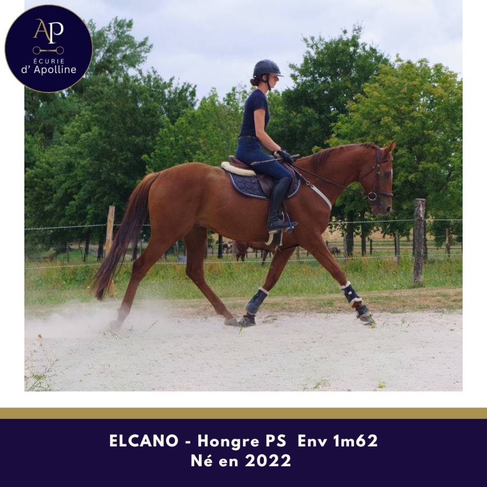 Gelding Thoroughbred For sale 2022 Chesnut
