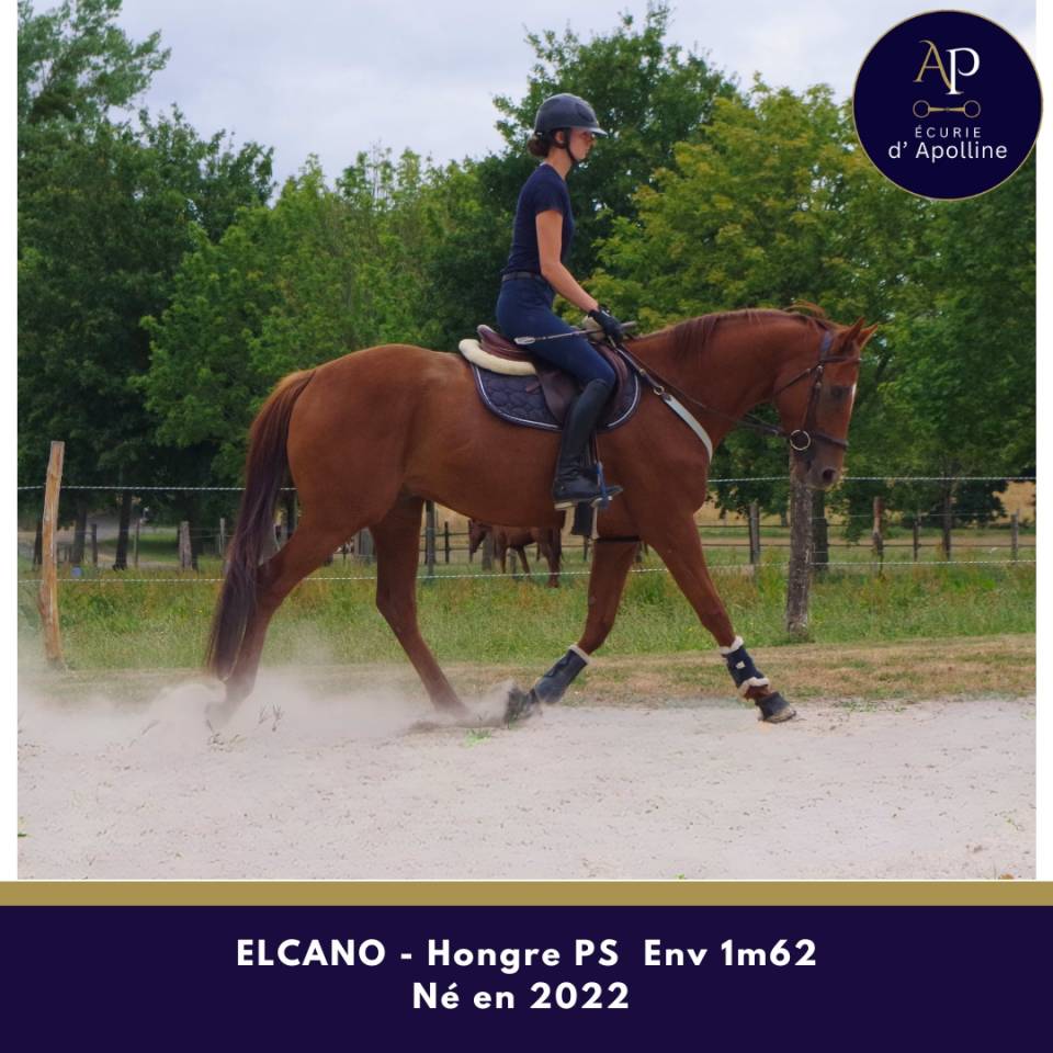 Gelding Thoroughbred For sale 2022 Chesnut