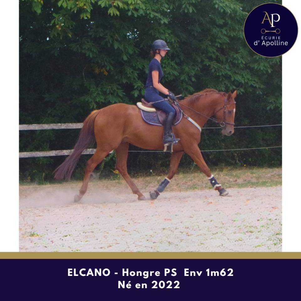 Gelding Thoroughbred For sale 2022 Chesnut