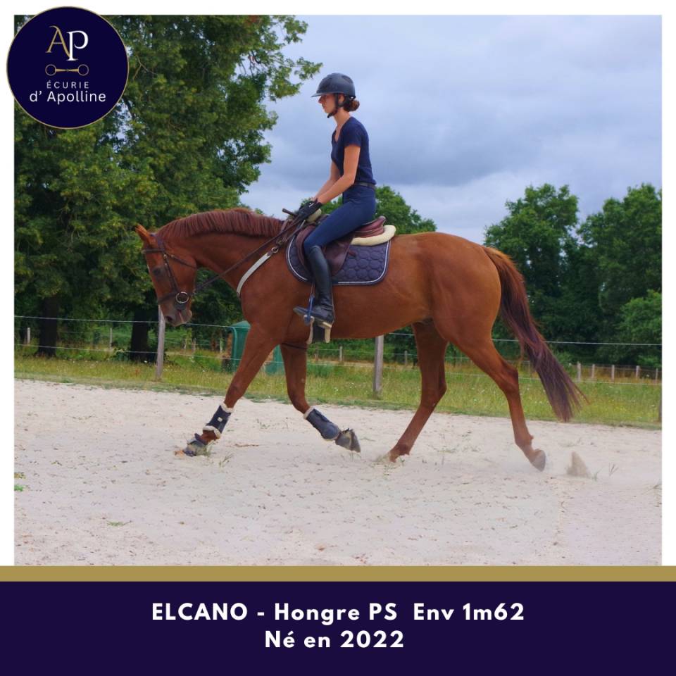 Gelding Thoroughbred For sale 2022 Chesnut