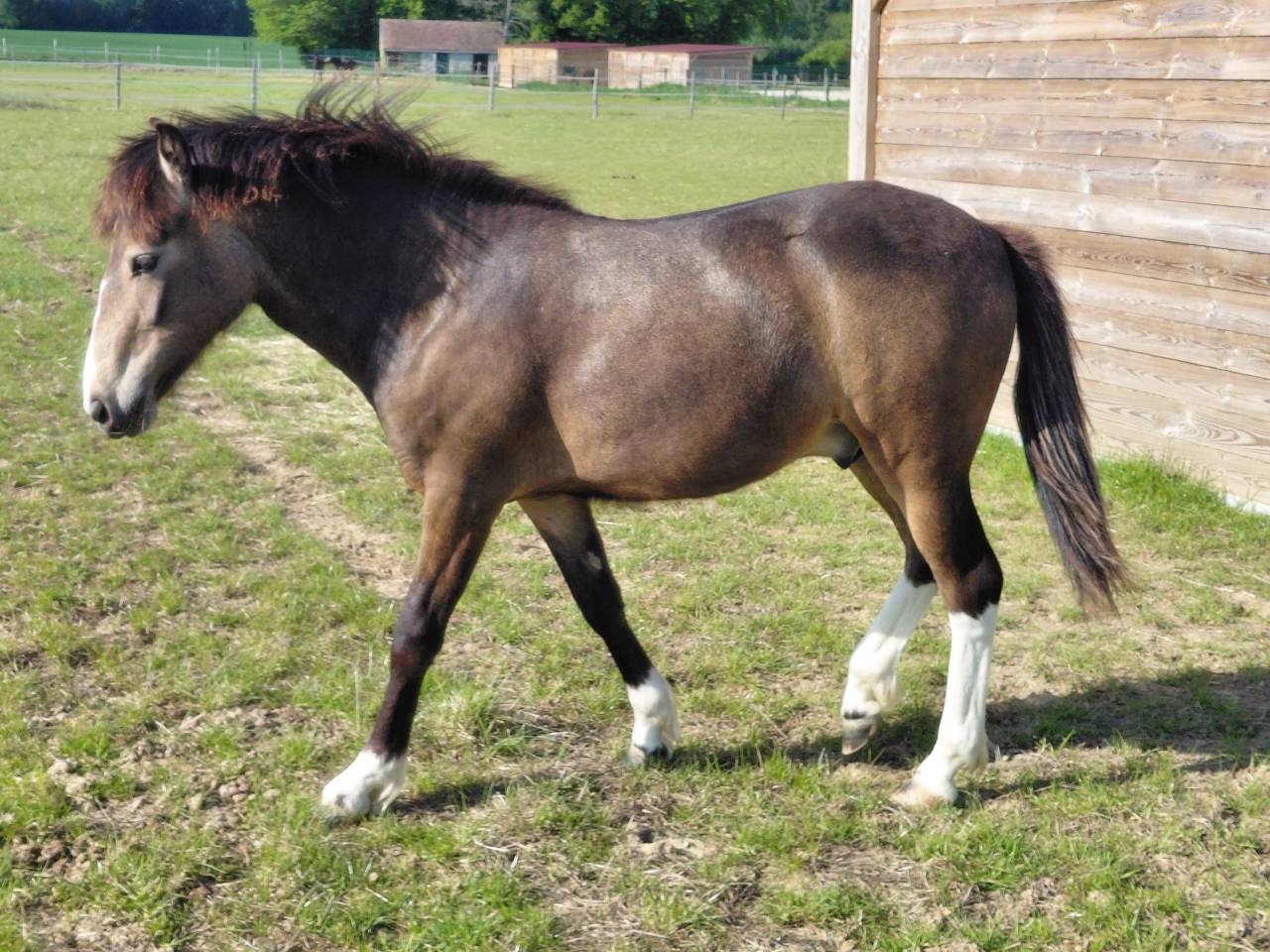 Gelding New Forest For sale 2025 Buckskin