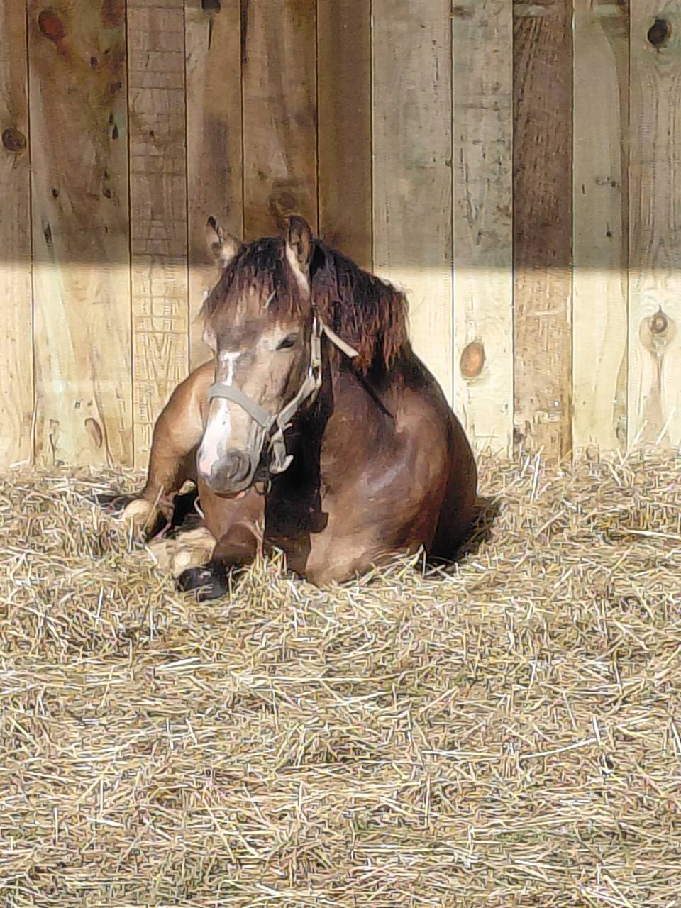 Gelding New Forest For sale 2025 Buckskin
