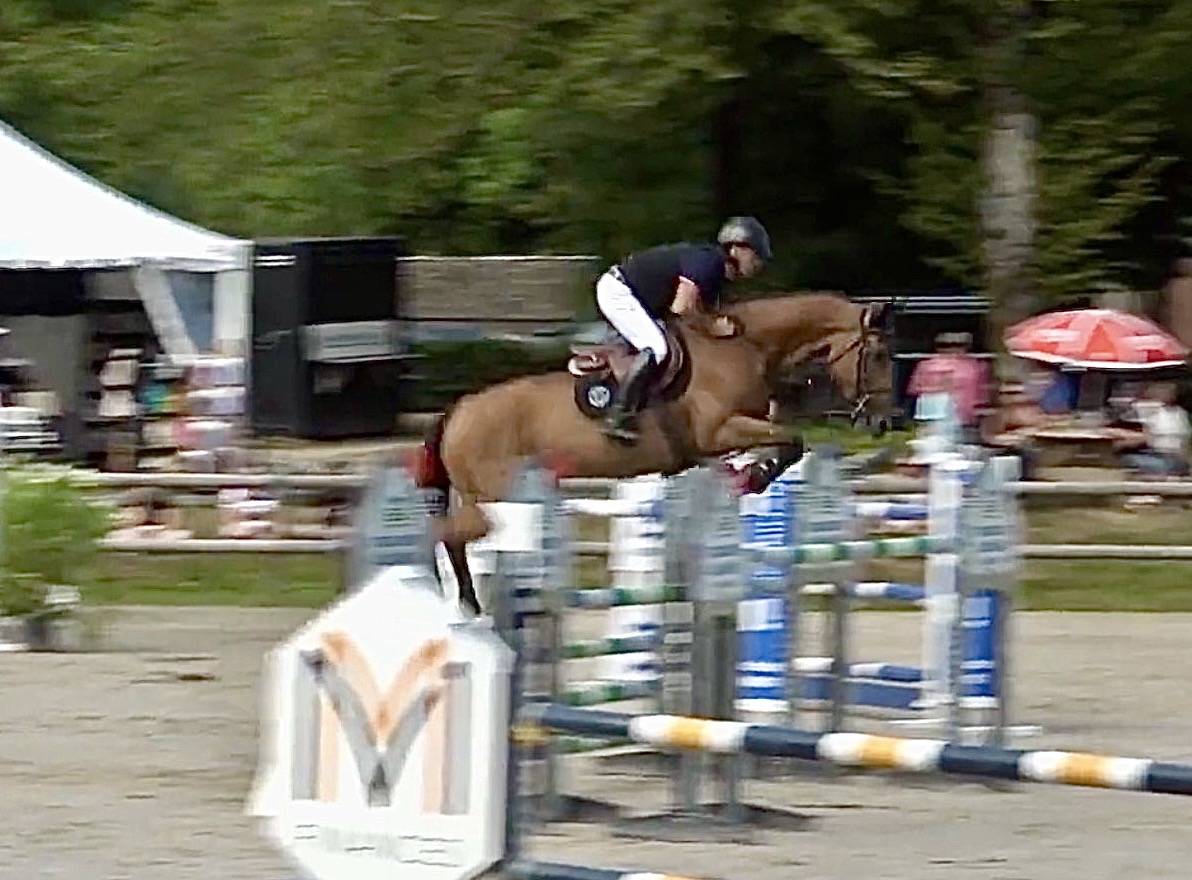 Mare Zangersheide For sale 2016 Bay