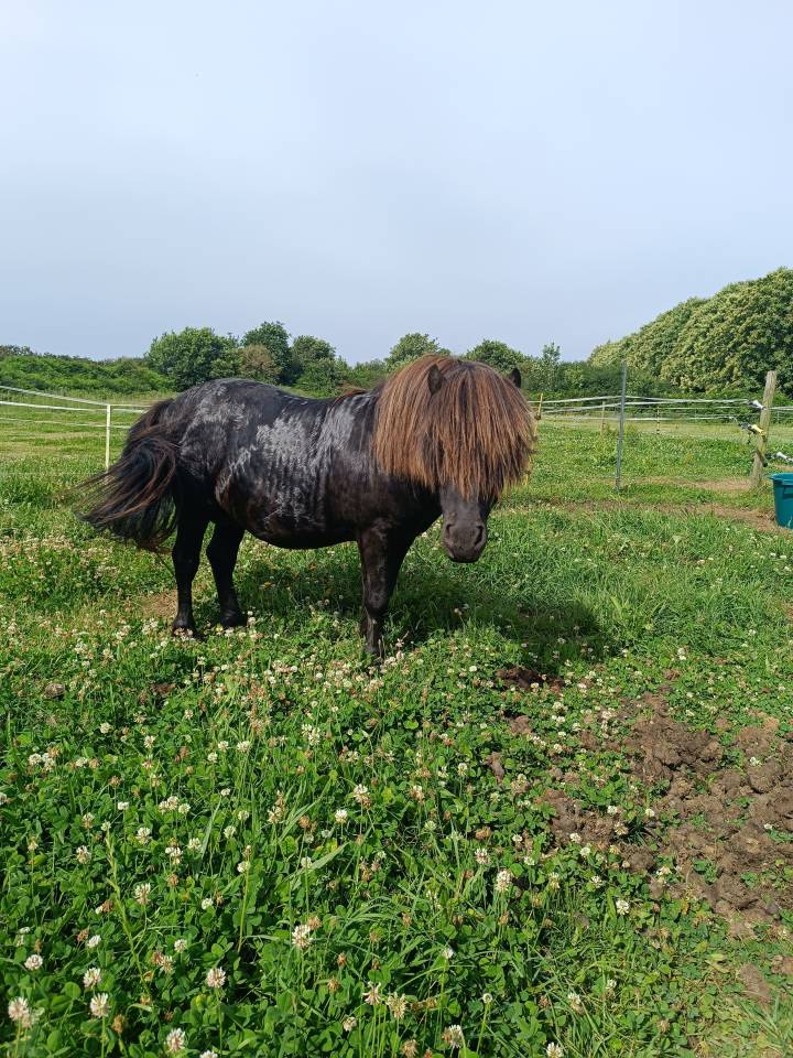 Stallion Shetland Pony For sale 2011 Black