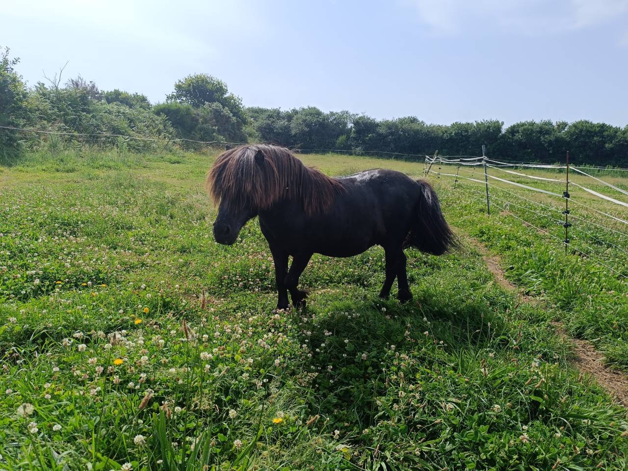 Stallion Shetland Pony For sale 2011 Black
