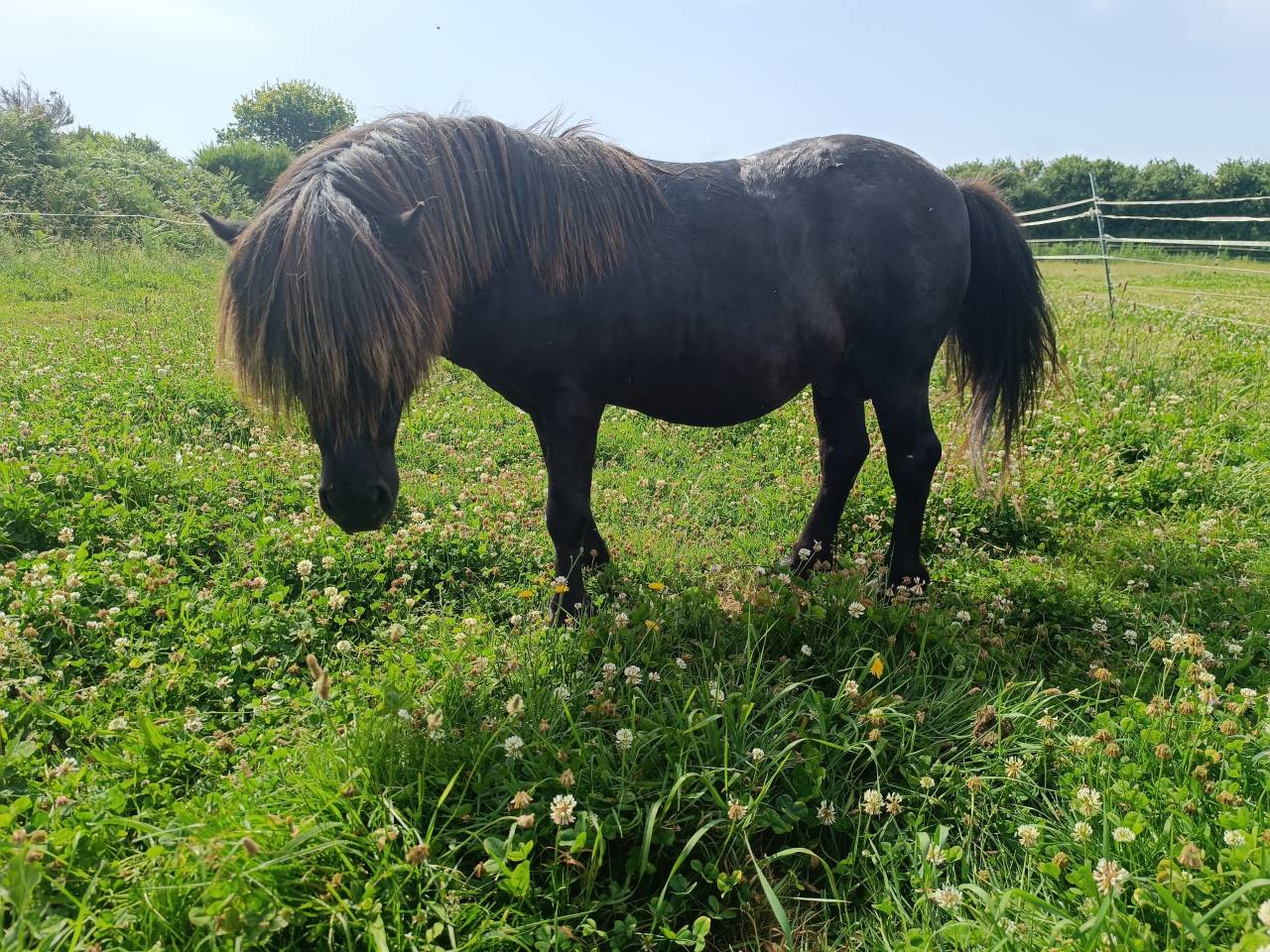 Stallion Shetland Pony For sale 2011 Black