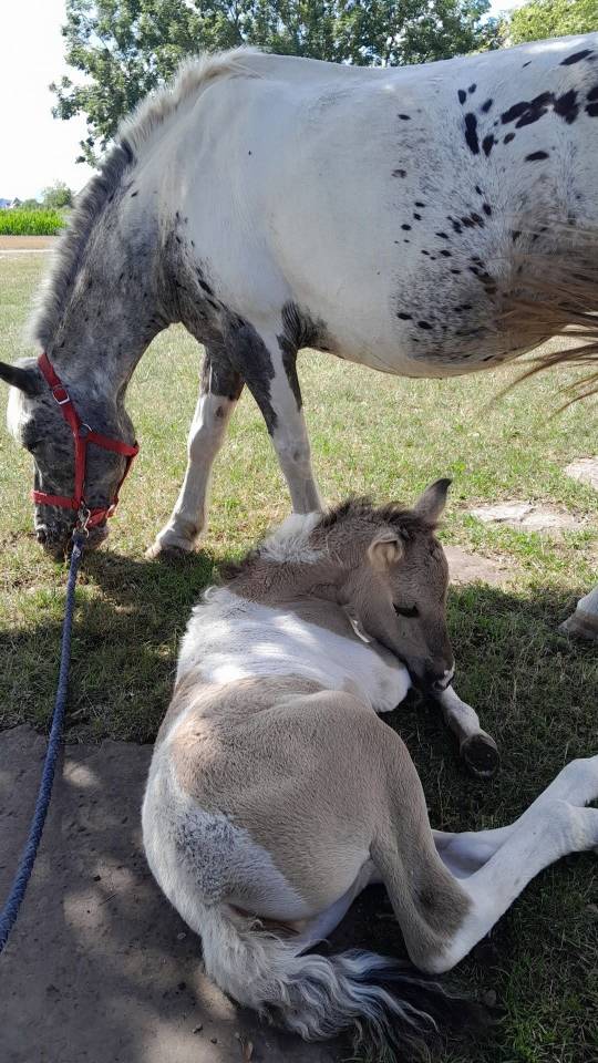 Mare Origin Recorded For sale 2025 Coloured