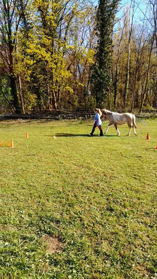 Mare Origin Recorded For sale 2025 Coloured