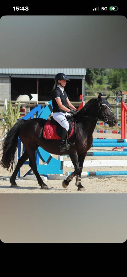 Mare Welsh Pony (Section D), Welsh Cob For sale 2017 Black