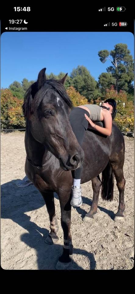 Mare Welsh Pony (Section D), Welsh Cob For sale 2017 Black