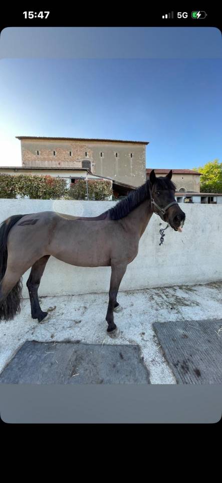 Mare Welsh Pony (Section D), Welsh Cob For sale 2017 Black
