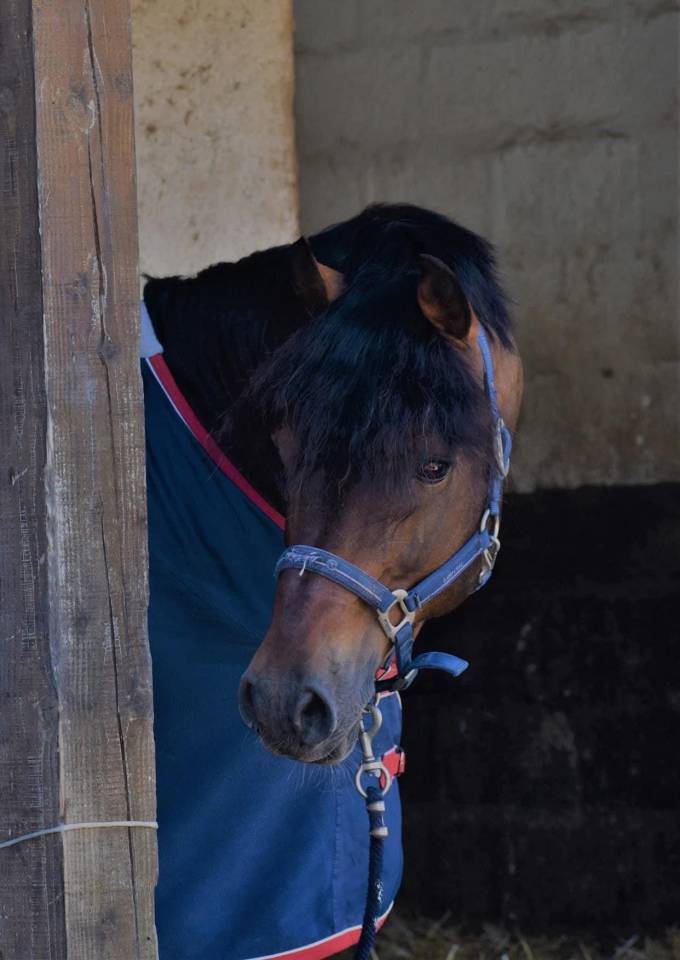 Stallion Welsh Pony (Section D), Welsh Cob For sale 2010 Bay