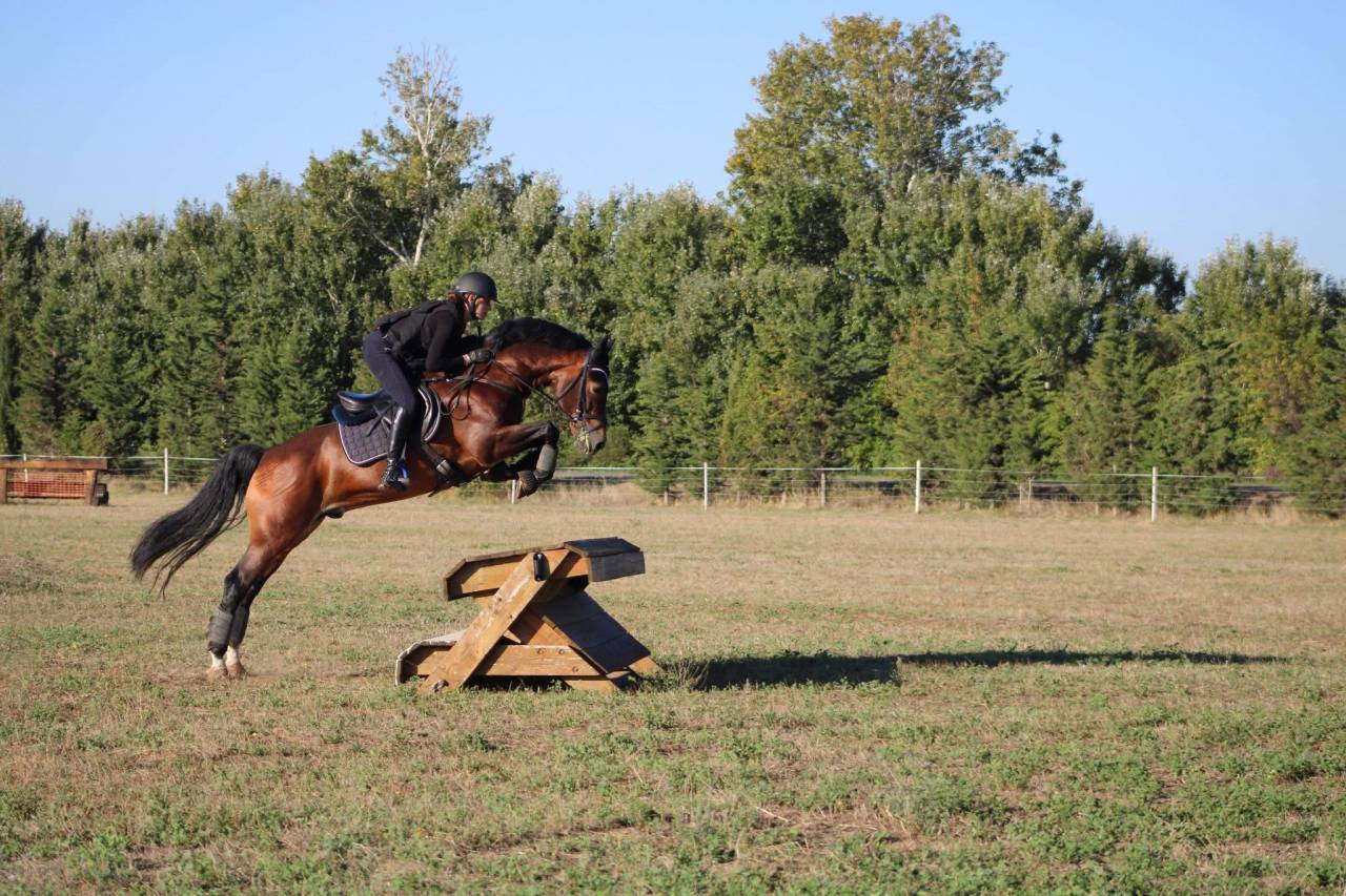 Stallion Welsh Pony (Section D), Welsh Cob For sale 2010 Bay