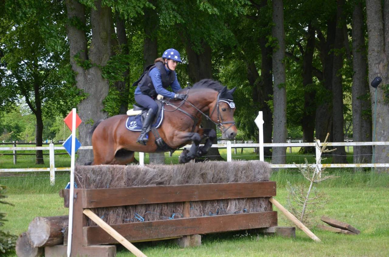 Stallion Welsh Pony (Section D), Welsh Cob For sale 2010 Bay