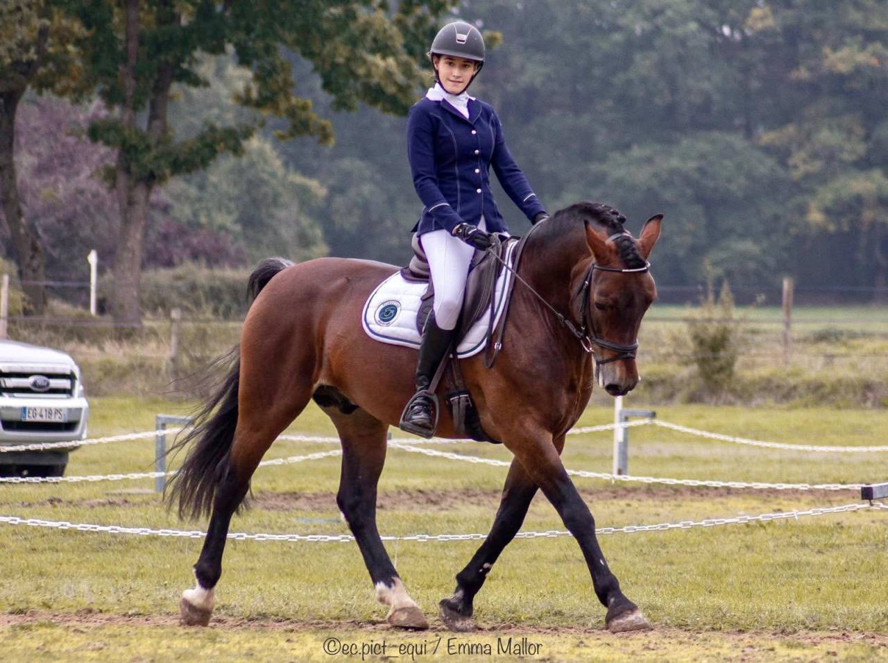 Stallion Welsh Pony (Section D), Welsh Cob For sale 2010 Bay