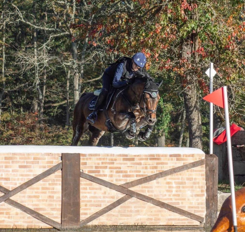 Stallion Welsh Pony (Section D), Welsh Cob For sale 2010 Bay