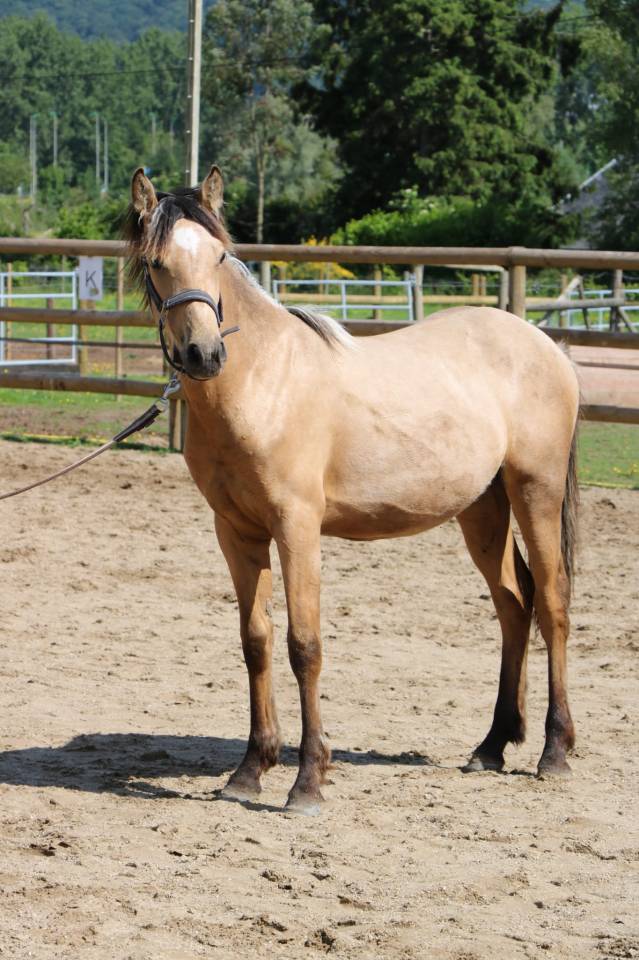 Entire French Saddle Pony For sale 2025 Buckskin