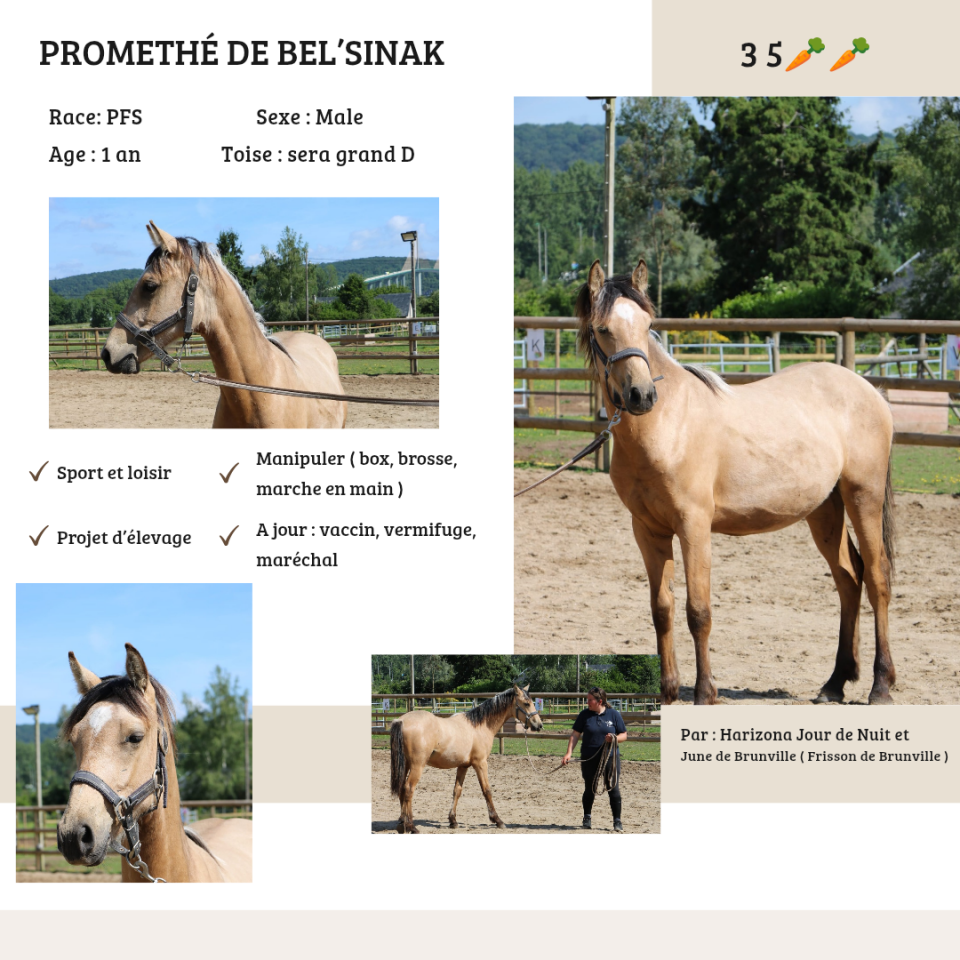 Entire French Saddle Pony For sale 2025 Buckskin