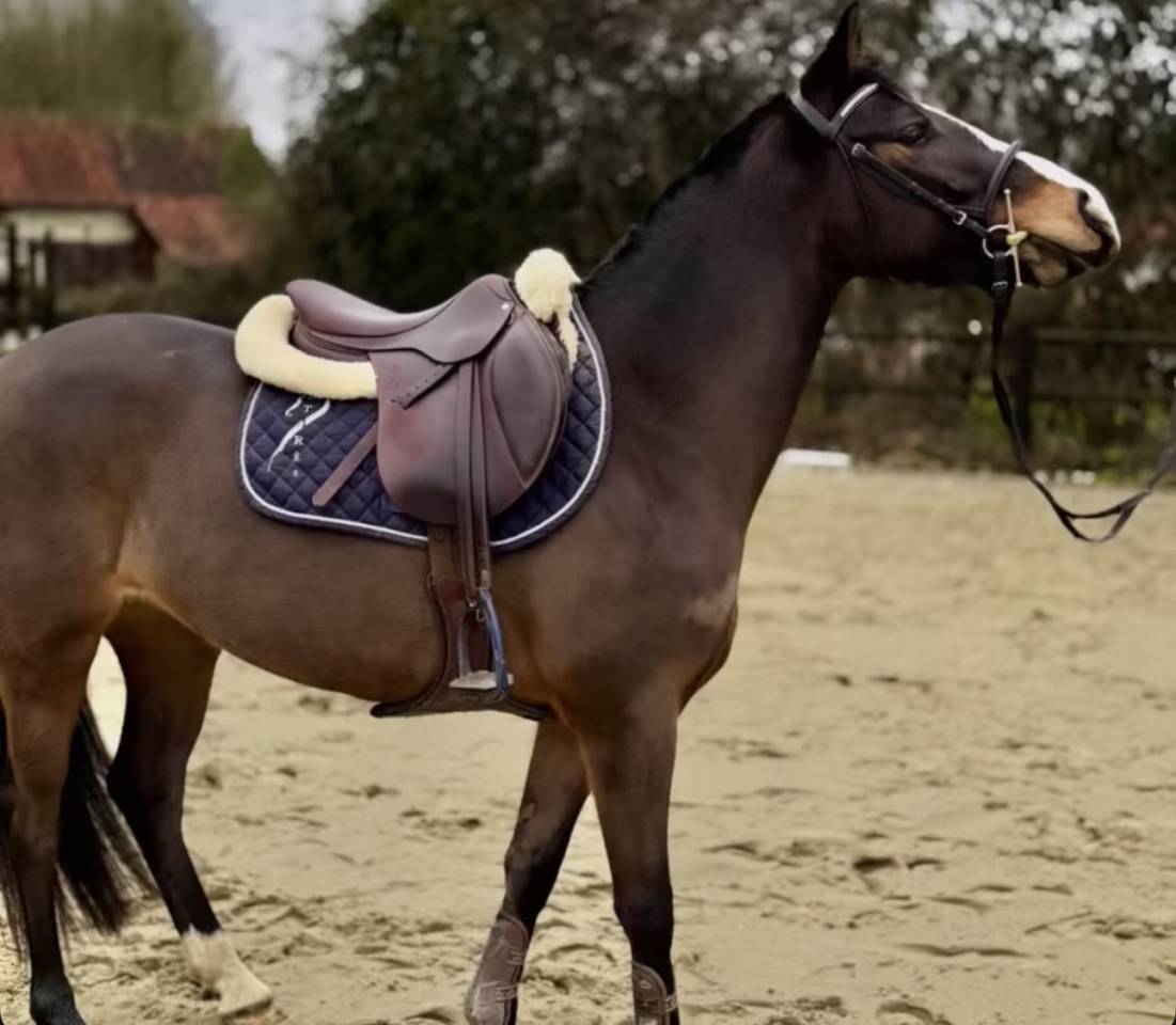 Mare French Saddle Pony For sale 2021 Dark Bay