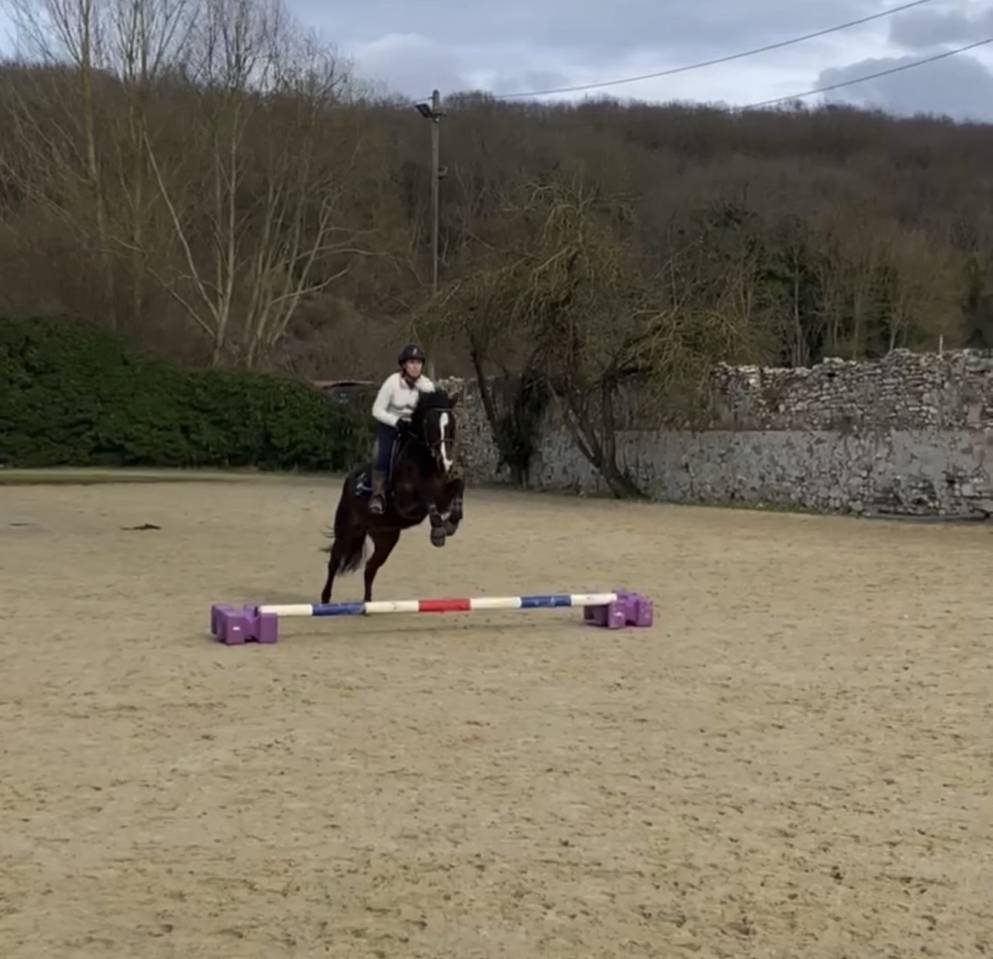 Mare French Saddle Pony For sale 2021 Dark Bay