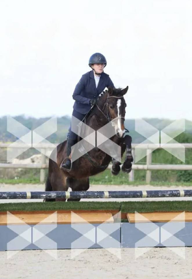 Mare French Saddle Pony For sale 2021 Dark Bay