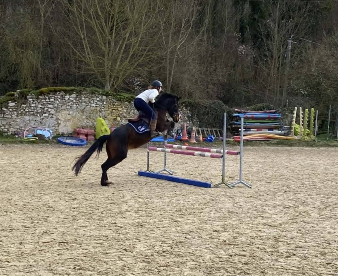 Mare French Saddle Pony For sale 2021 Dark Bay