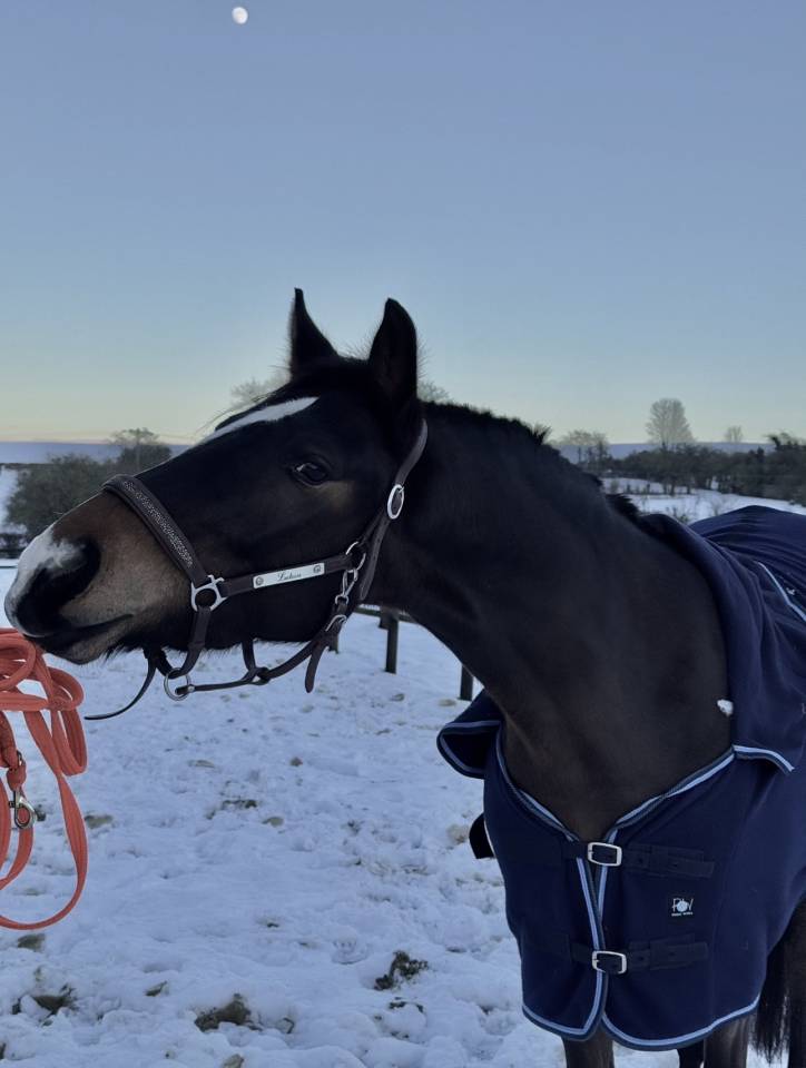 Mare French Saddle Pony For sale 2021 Dark Bay