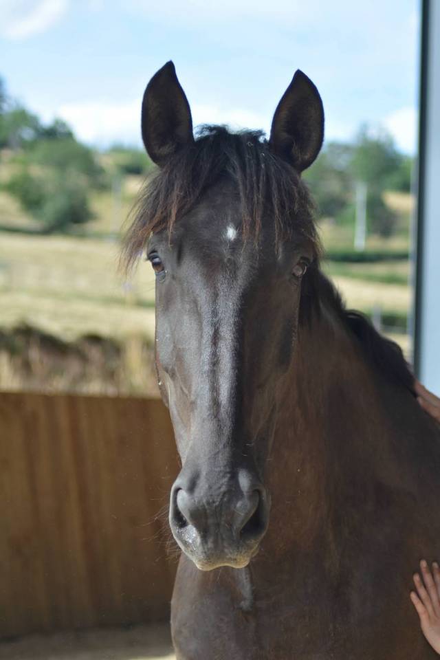 Gelding PRE Pure Spanish Bred For sale 2018 Dark Bay
