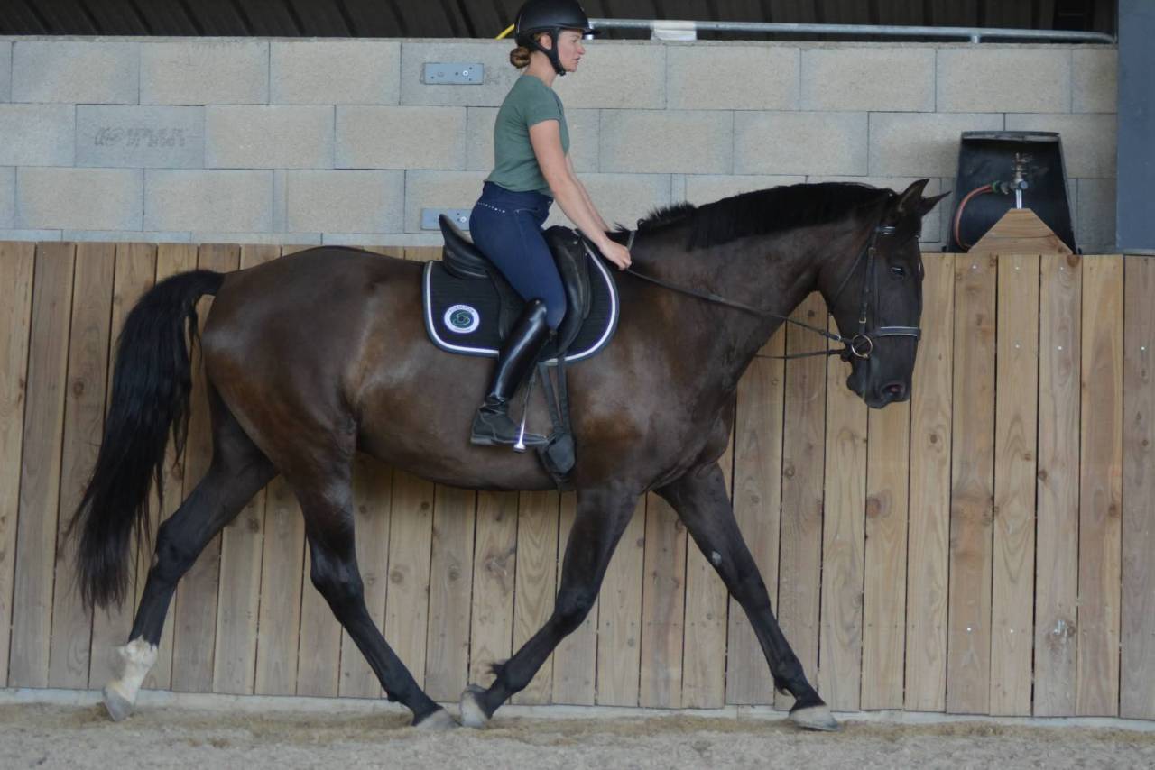 Gelding PRE Pure Spanish Bred For sale 2018 Dark Bay