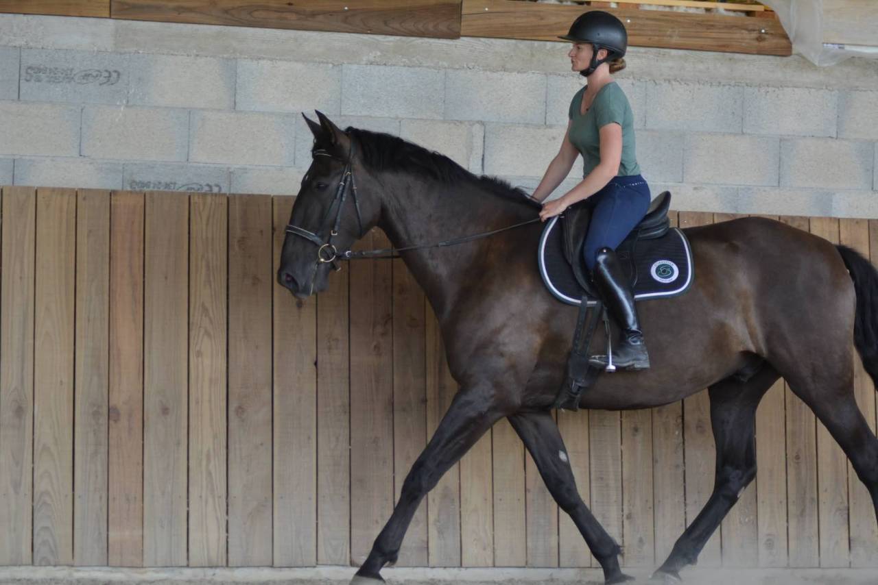 Gelding PRE Pure Spanish Bred For sale 2018 Dark Bay