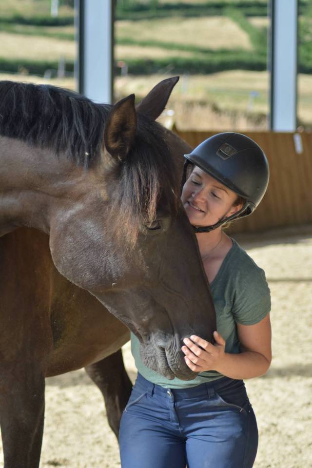 Gelding PRE Pure Spanish Bred For sale 2018 Dark Bay