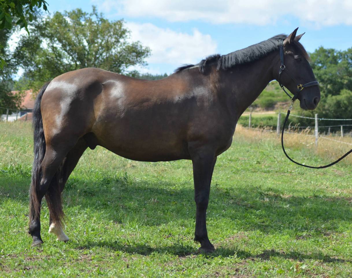 Gelding PRE Pure Spanish Bred For sale 2018 Dark Bay